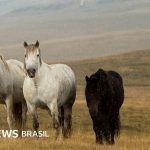 BÓSnia e Herzegovina: Ó País da Europa Onde Cavalos Correr Livres